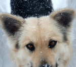 Blizzard 2